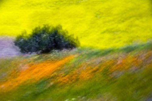 117 - Francesco-Mercadante - Fields-in-spring-9 - 120x90-cm - Fotografia-digitale