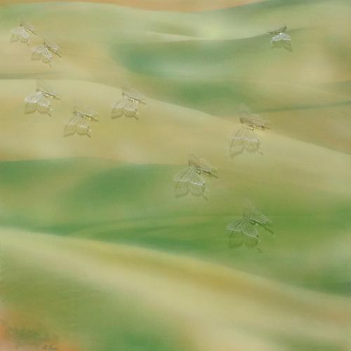 251 Linda-Nuzzi Battiti- Acrilico-su-tela-ad-aerografo-con-farfalle-in-plexiglass 70x70-cm