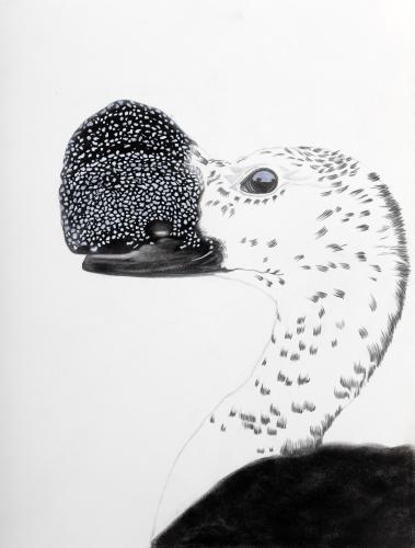 Calgaro-Emanuelle-Emanuelle - 083 - Pato-de-crista - 30x40-cm - Lapis-aquarelavel-e-giz-pastel-sobre-papel