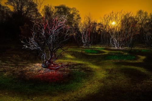 411 - Robert-Kuzmicz- - Dead-Tree-Forest - 50x35-cm - Light-painting-prints-on-canvas